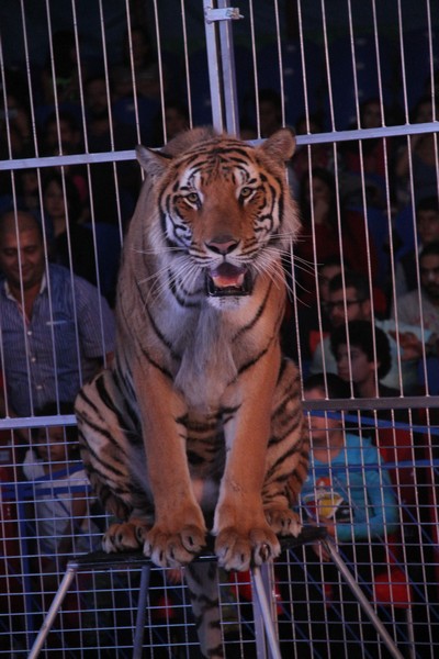 Atlantis Circus